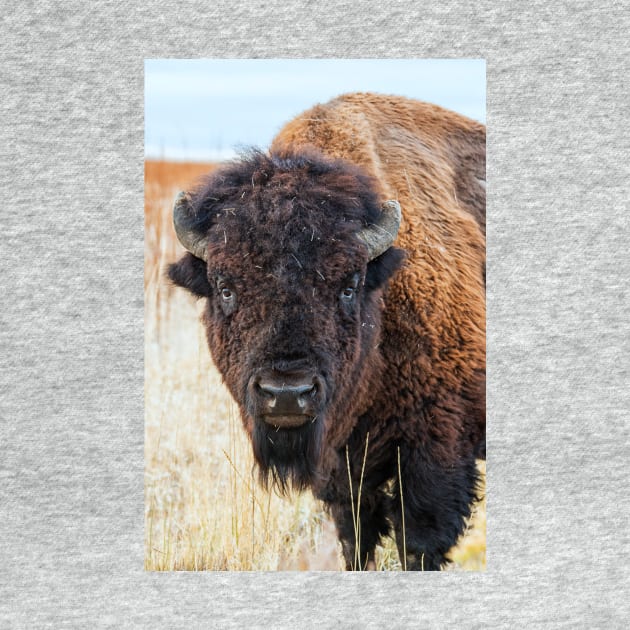 Bison by StacyWhite